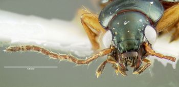 Media type: image;   Entomology 602195 Aspect: head frontal view